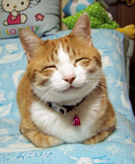 neko 02.jpg